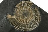 Dactylioceras Ammonite - Posidonia Shale, Germany #228033-1